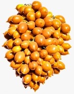 Pomodorino giallo giagiù