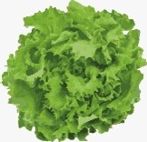Scarola